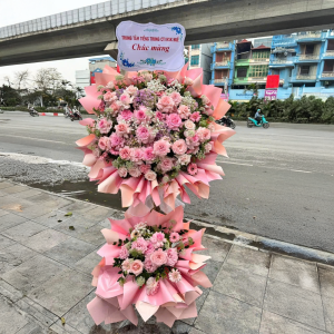 Cây Hoa Khai Trương Hồng Pastel